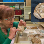 New Curtin-led research discovers the heart of our evolution