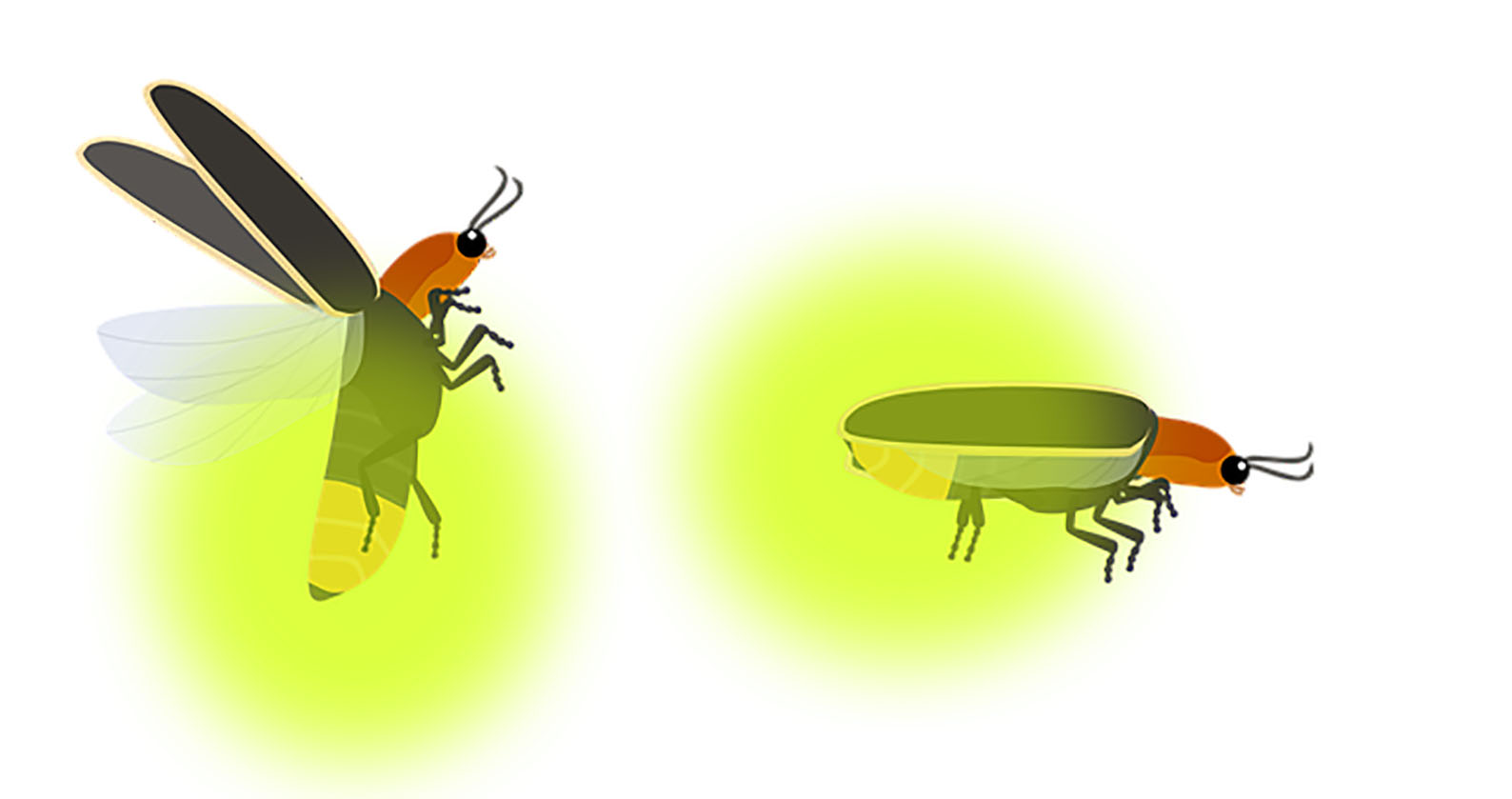 Image for Synthetic firefly glow lights new path to disease detection