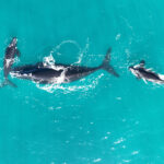 Decades-long study finds endangered whales are having fewer babies