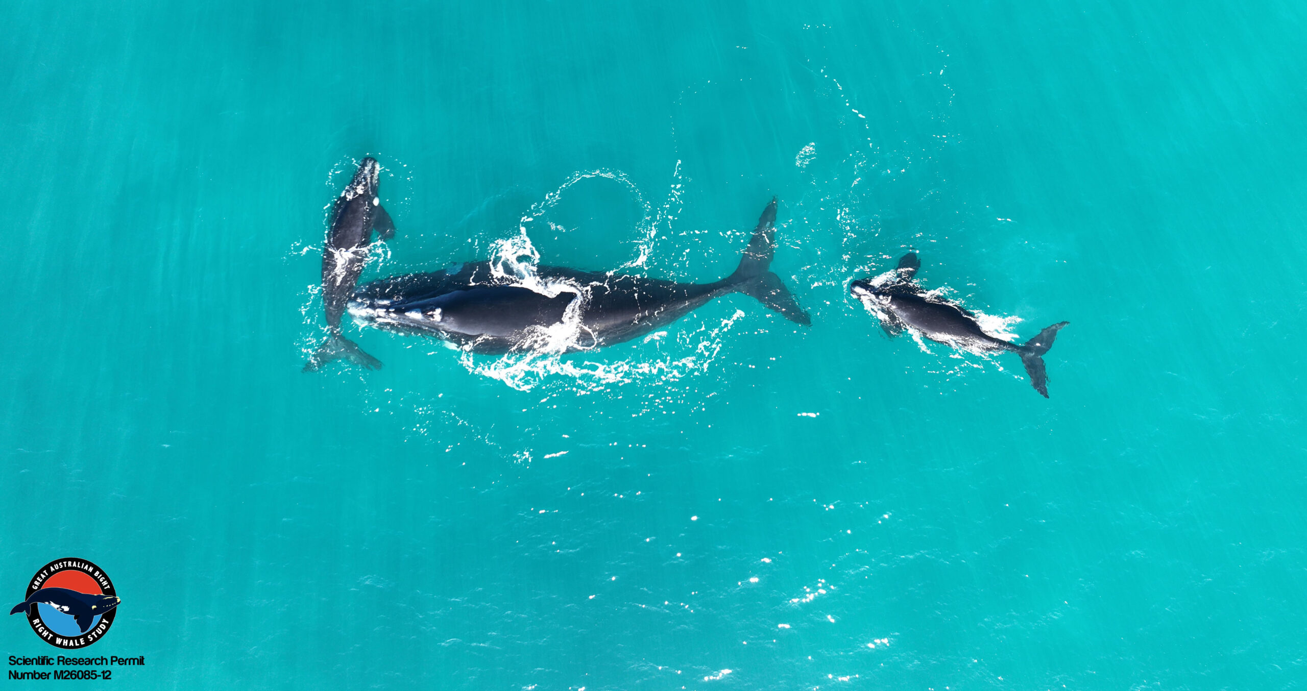 Image for Decades-long study finds endangered whales are having fewer babies