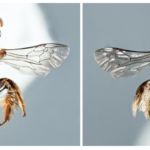 New unusual bee species discovered with dog-like snout