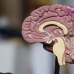 Everyday Australians help deliver better treatment for concussions