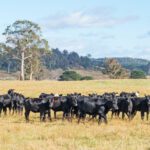 Help keep WA foot-and-mouth disease free