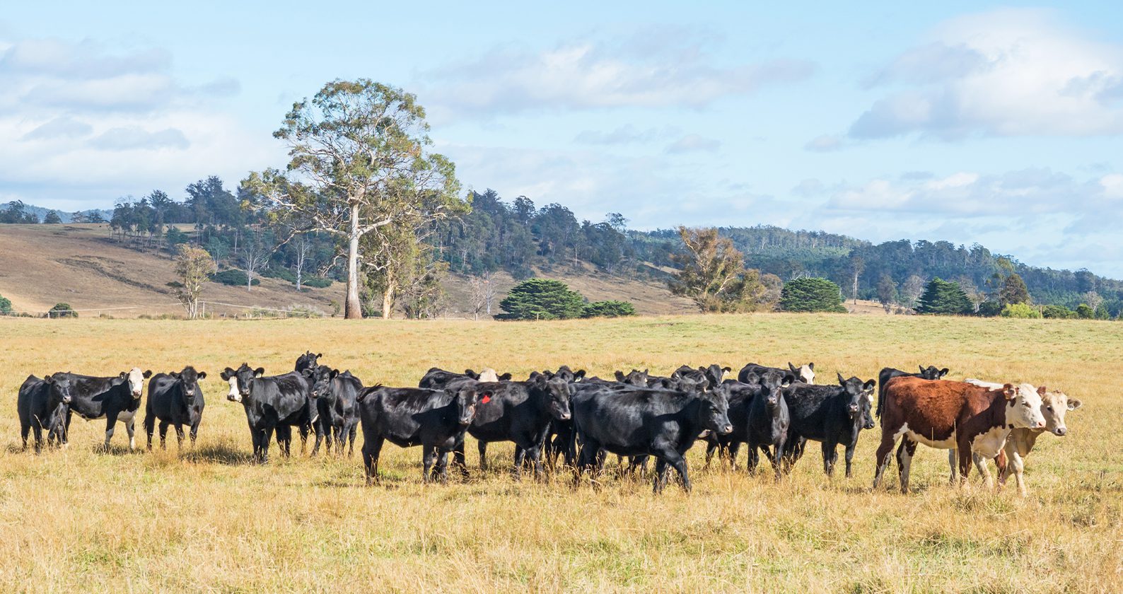 Image for Help keep WA foot-and-mouth disease free