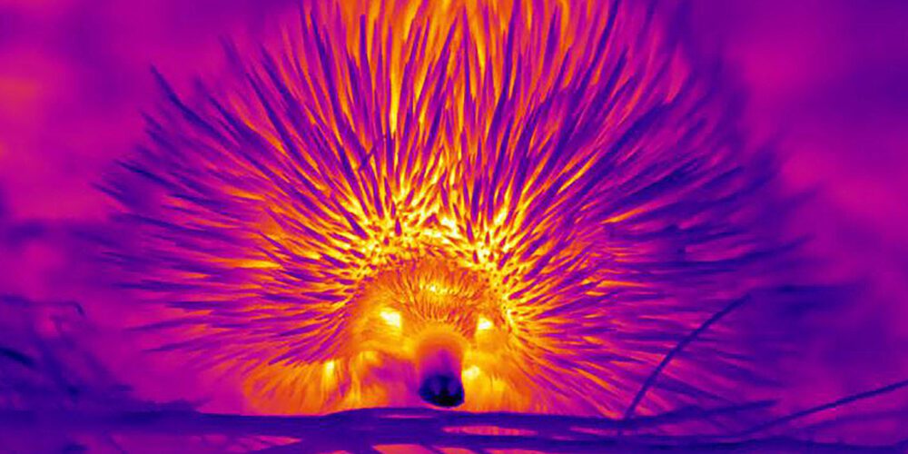 Image for Study finds blowing bubbles among echidna’s tricks to beat the heat