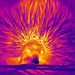 Study finds blowing bubbles among echidna’s tricks to beat the heat