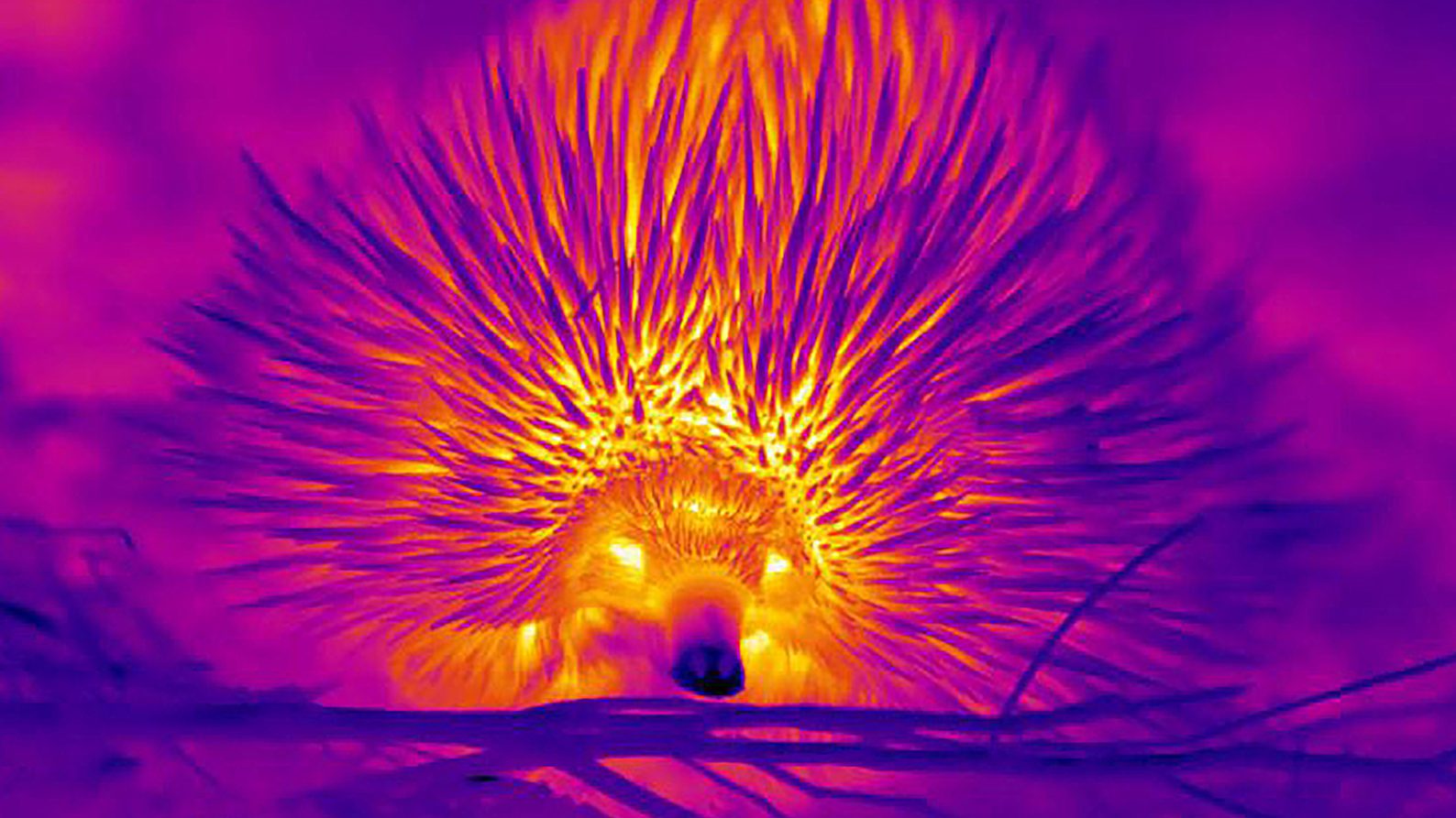 Image for Study finds blowing bubbles among echidna’s tricks to beat the heat