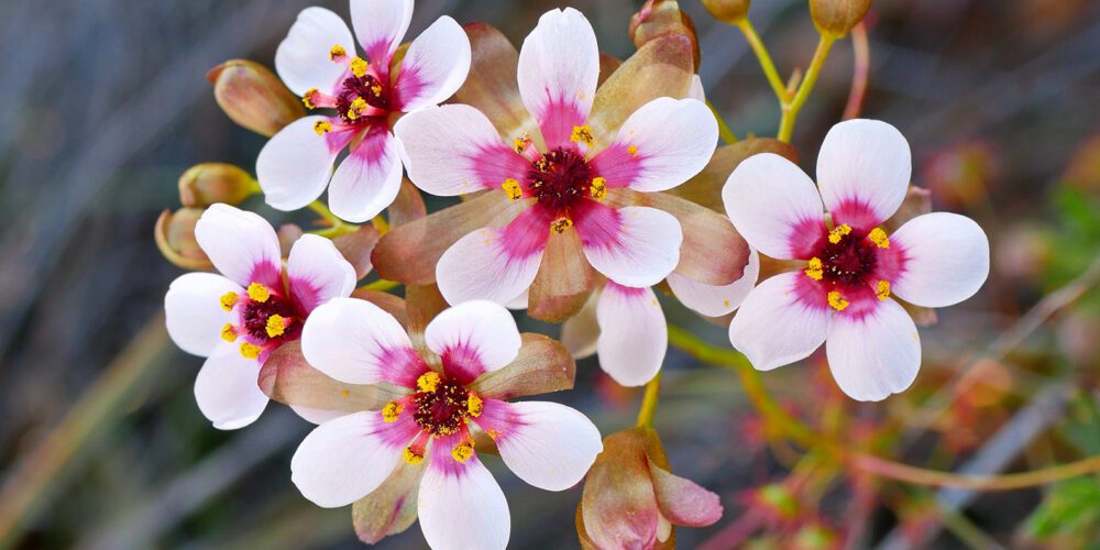 Image for Everyday Aussies’ social media posts help find missing plant species