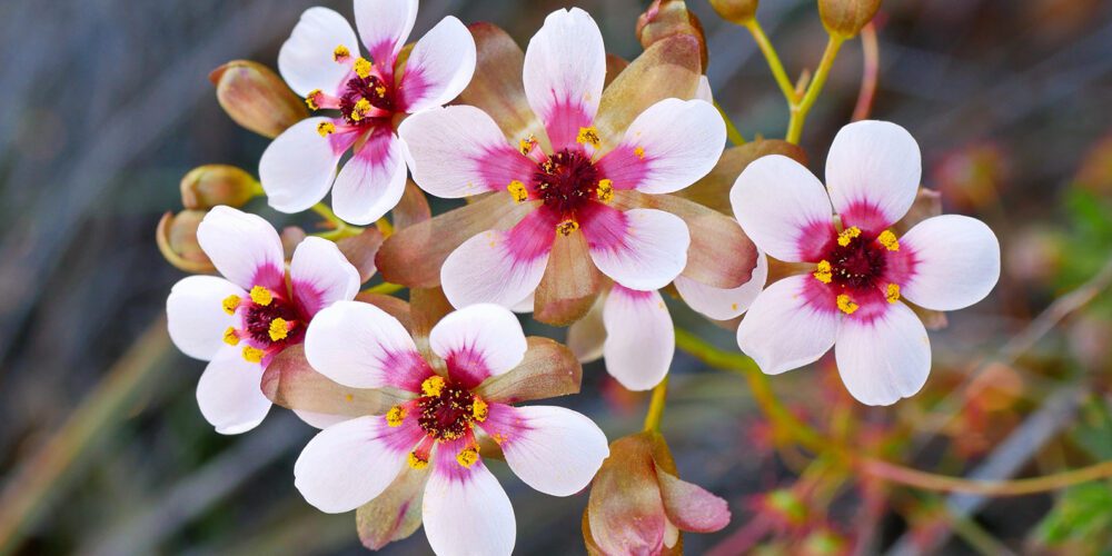 Everyday Aussies’ social media posts help find missing plant species