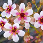 Everyday Aussies’ social media posts help find missing plant species