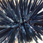 Marine heatwaves decimate sea urchins, molluscs and more at Rottnest