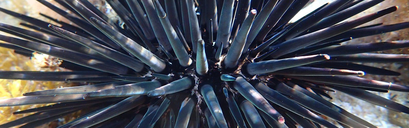 Image for Marine heatwaves decimate sea urchins, molluscs and more at Rottnest