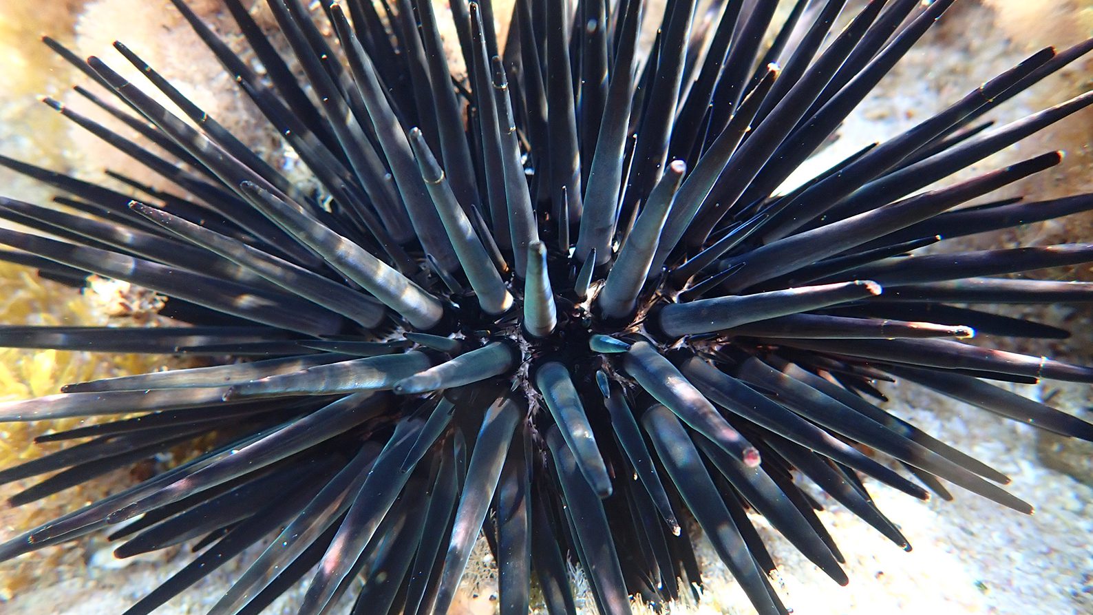 Image for Marine heatwaves decimate sea urchins, molluscs and more at Rottnest