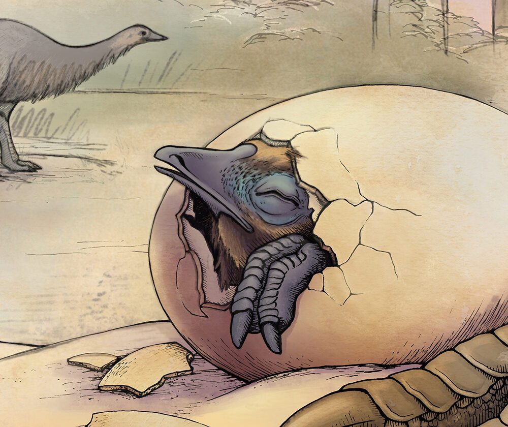 Image for Ancient eggshell fragments ‘crack’ giant bird’s life secrets
