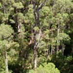 Study finds why prescribed burned forests in WA became so fire-prone