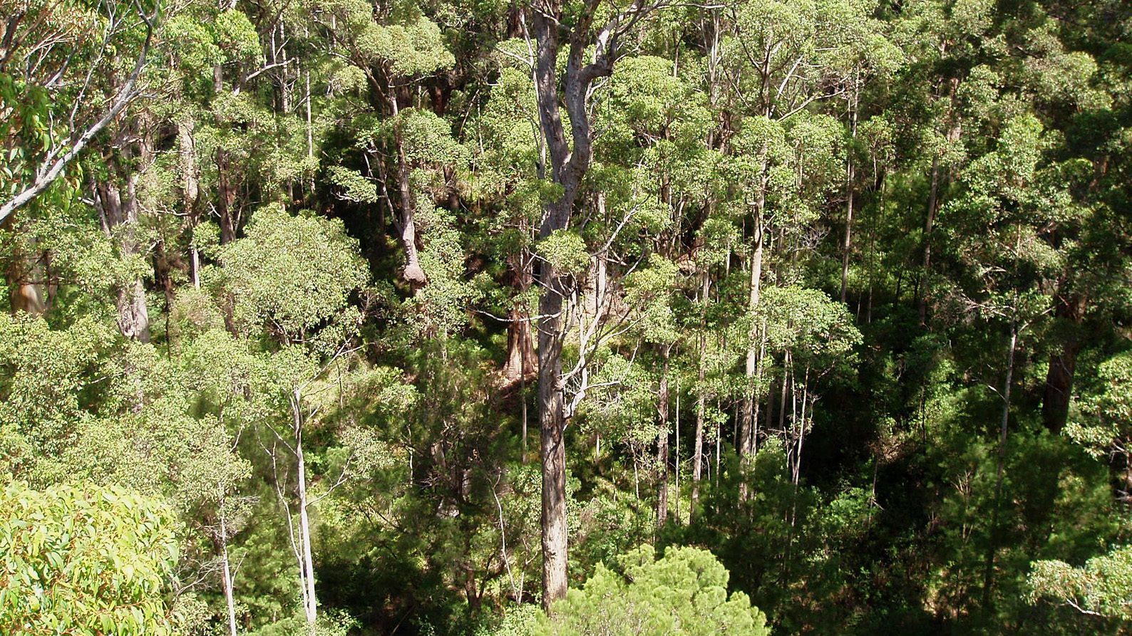 Image for Study finds why prescribed burned forests in WA became so fire-prone
