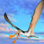 A reconstruction of an Australian pterosaur