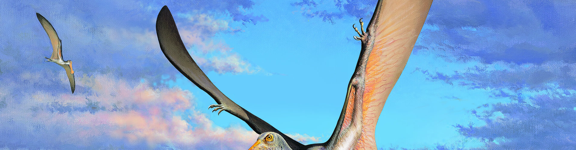 Image for Study finds 107-million-year-old pterosaur bones are oldest in Australia