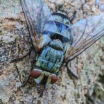 Carrion Fly