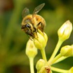 Honeybee