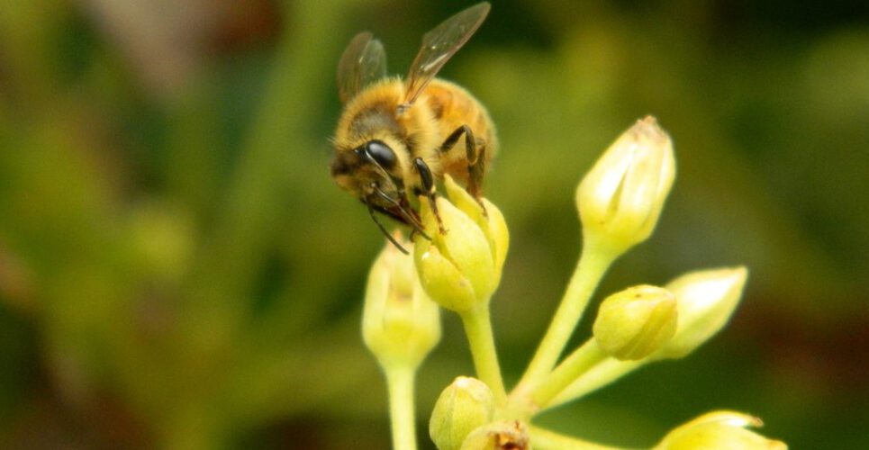 eDNA could help protect insect pollinators of avocado flowers