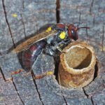 Study finds the best plants and bee hotels for boosting urban bee numbers