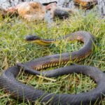 Tiger snake