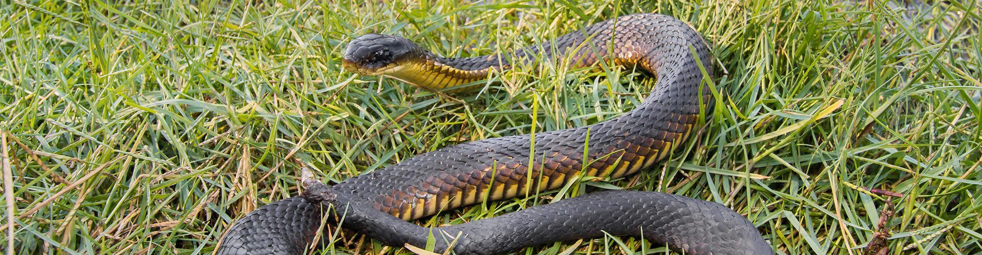 Harmful substances impacting tiger snakes across Perth, study finds