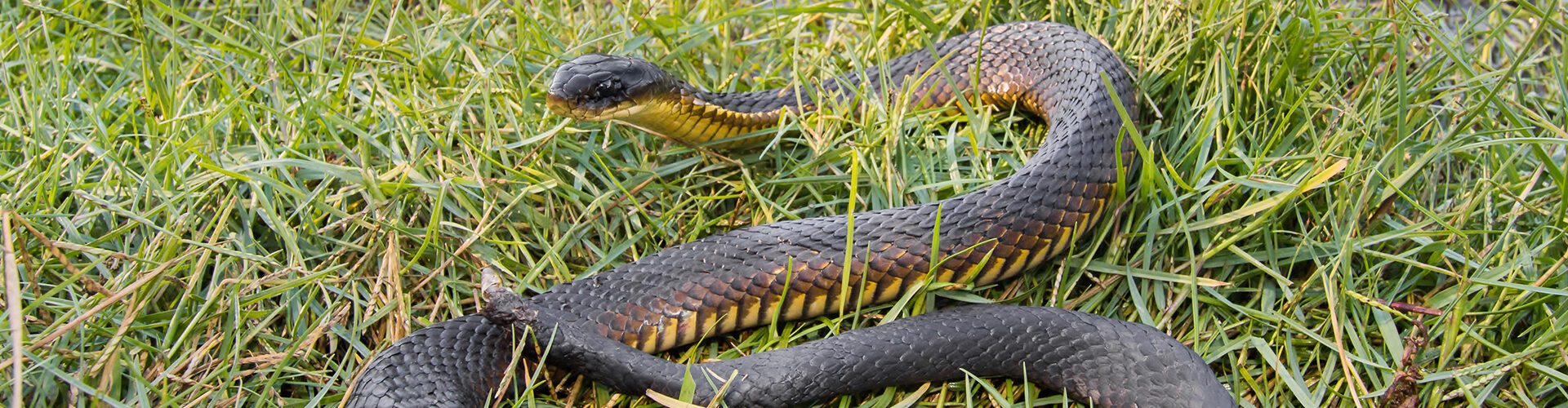 Image for Harmful substances impacting tiger snakes across Perth, study finds