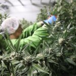 Global medicinal cannabis study launches next phase in Australia