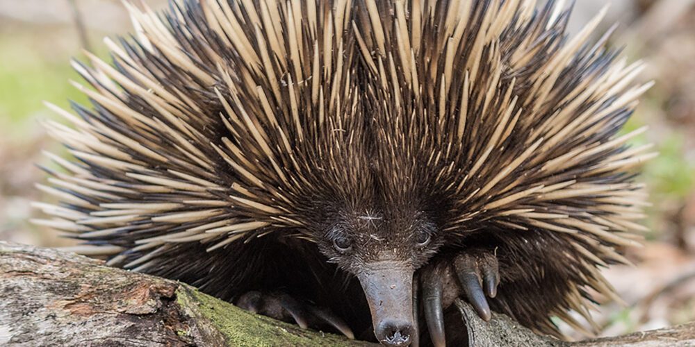 Image for Curtin study suggests rare echidna noises could be the ‘language of love’