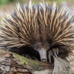 Curtin study suggests rare echidna noises could be the ‘language of love’