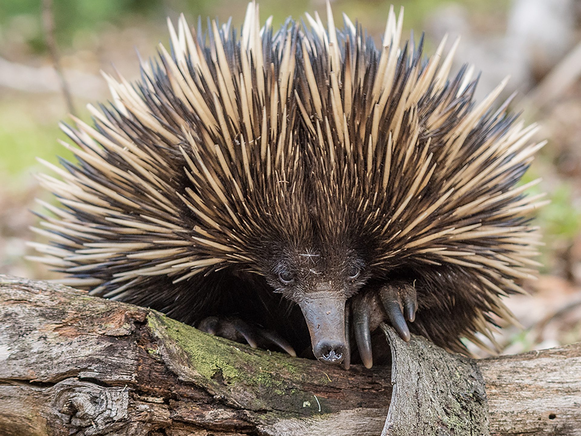 Image for Curtin study suggests rare echidna noises could be the ‘language of love’