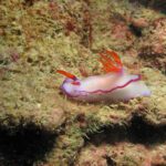 Kimberley Reef Connect project to make a splash