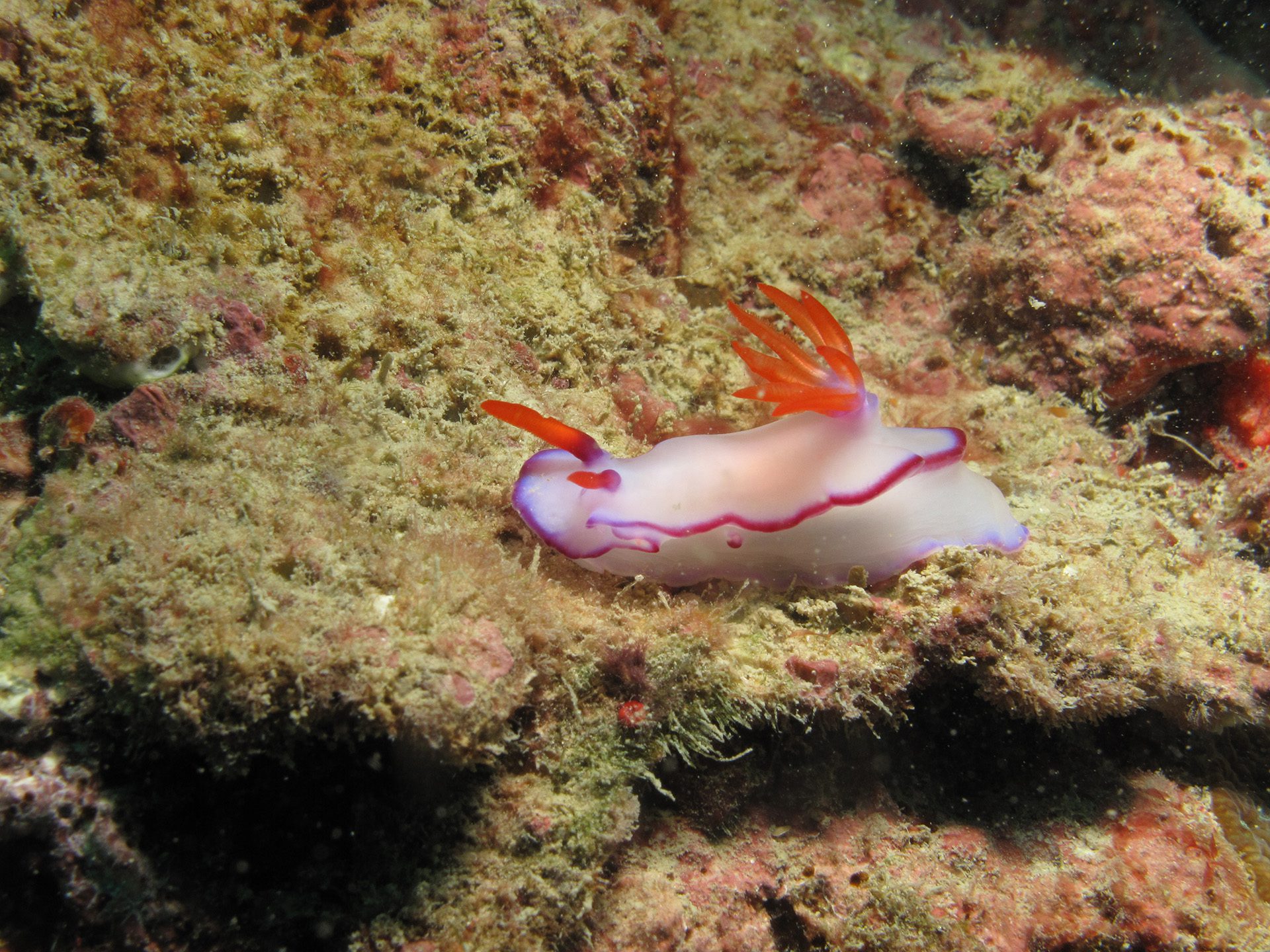 Image for Kimberley Reef Connect project to make a splash