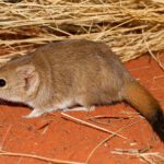 Research reveals three new marsupial species – though all likely extinct