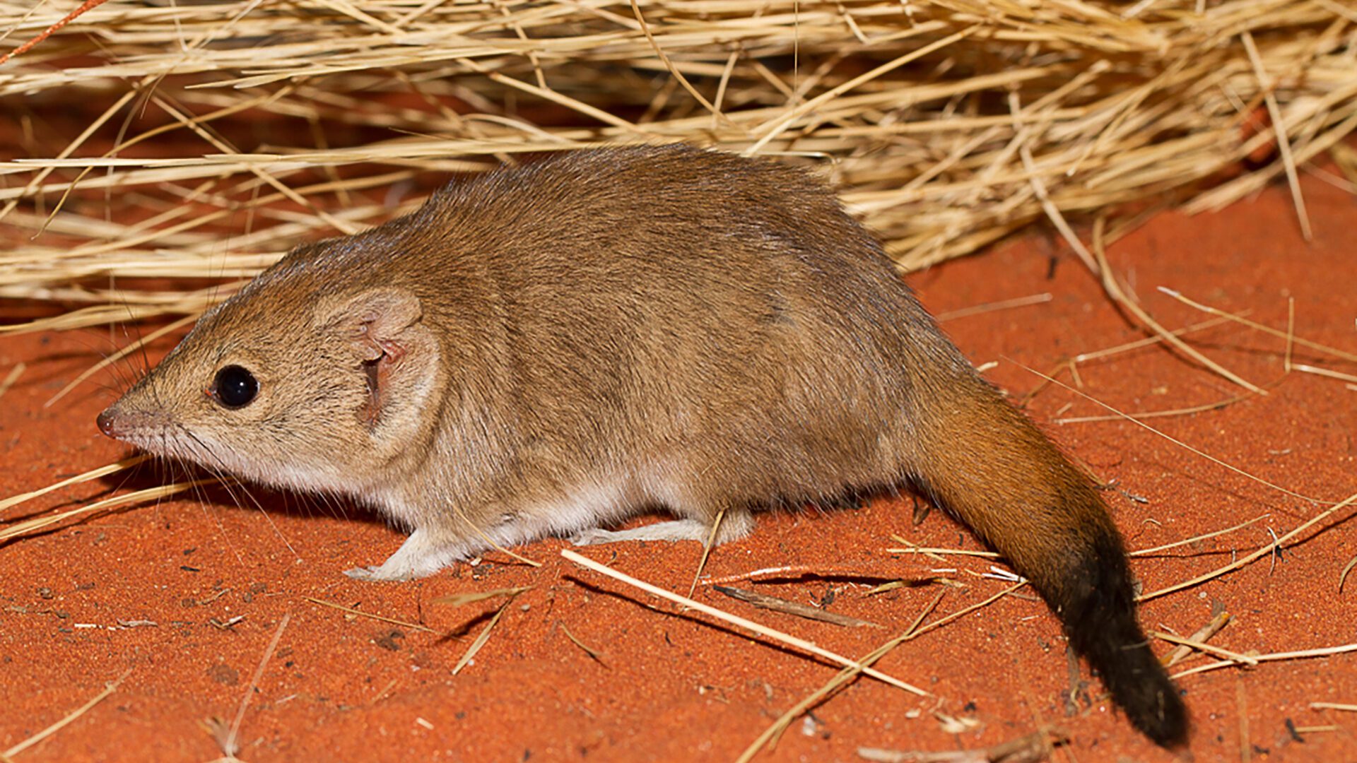 Research reveals three new marsupial species – though all likely extinct
