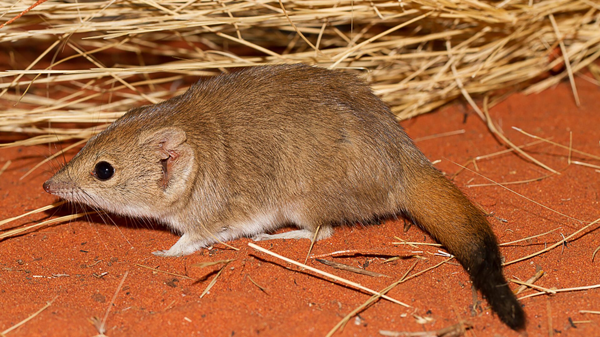 Image for Research reveals three new marsupial species – though all likely extinct