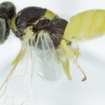 Two bee species become one as researchers solve identity puzzle