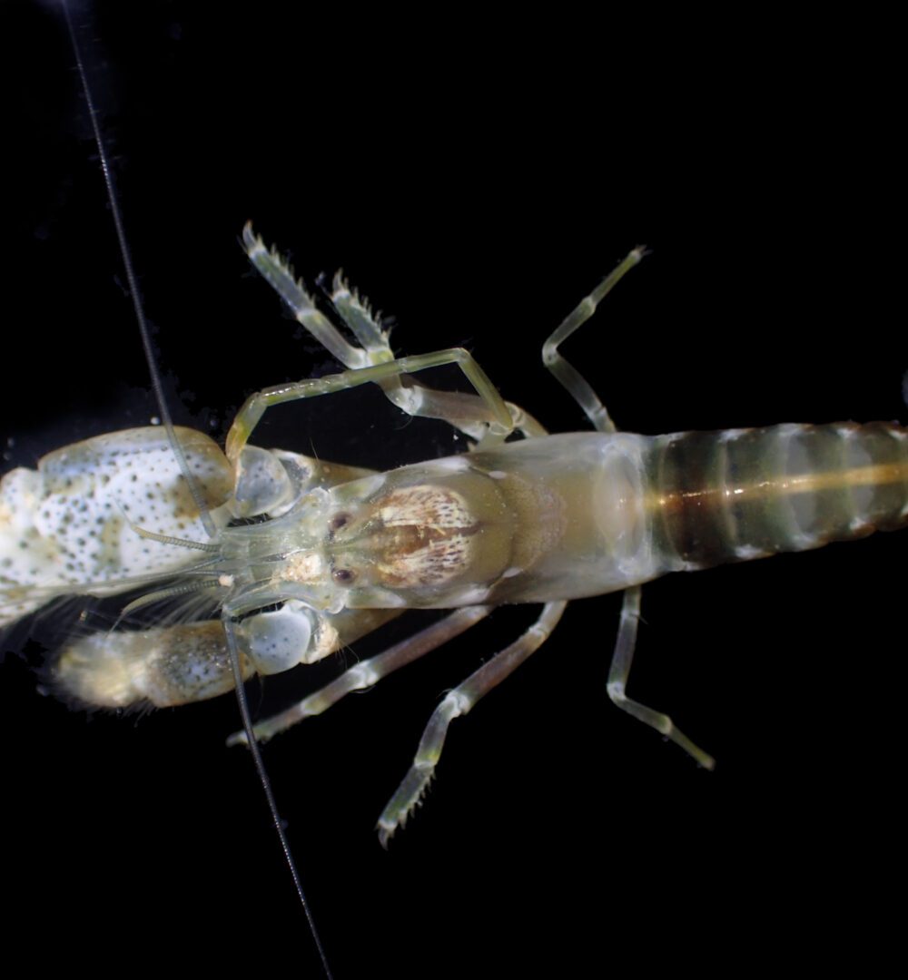 Snapping shrimp create rowdy reef in Kimberley Marine Park