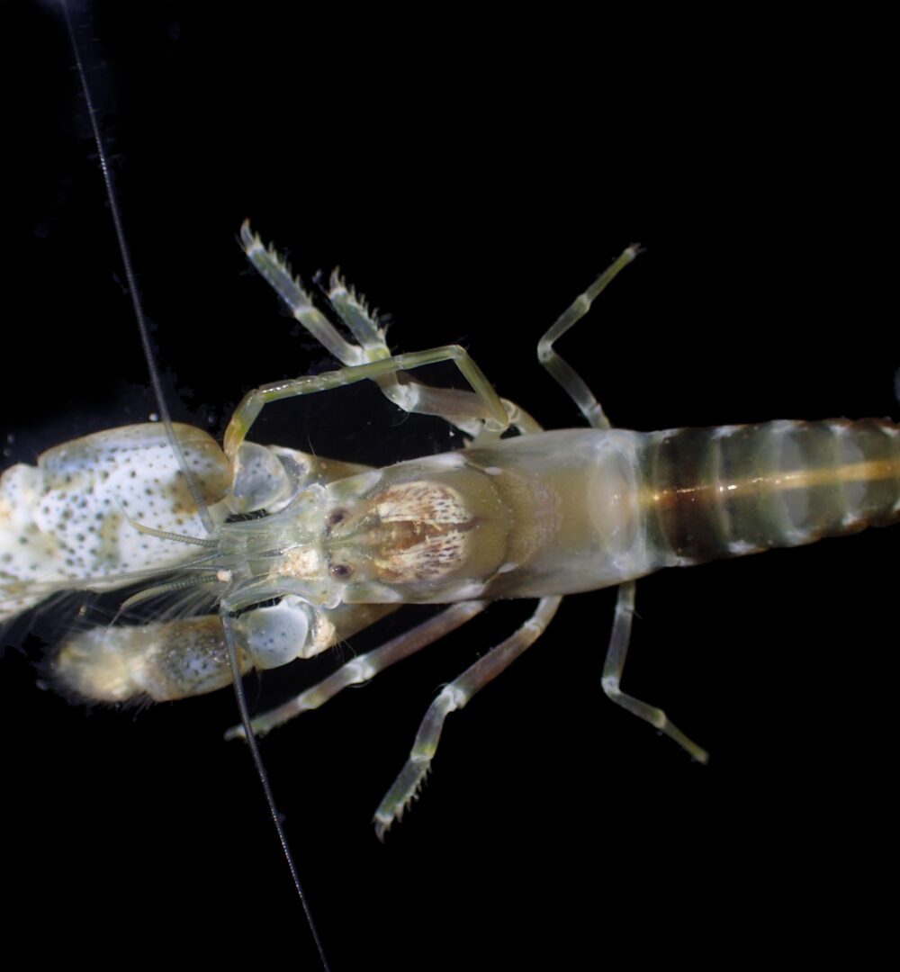 Image for Snapping shrimp create rowdy reef in Kimberley Marine Park