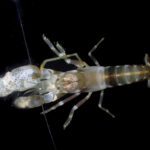 Snapping shrimp create rowdy reef in Kimberley Marine Park