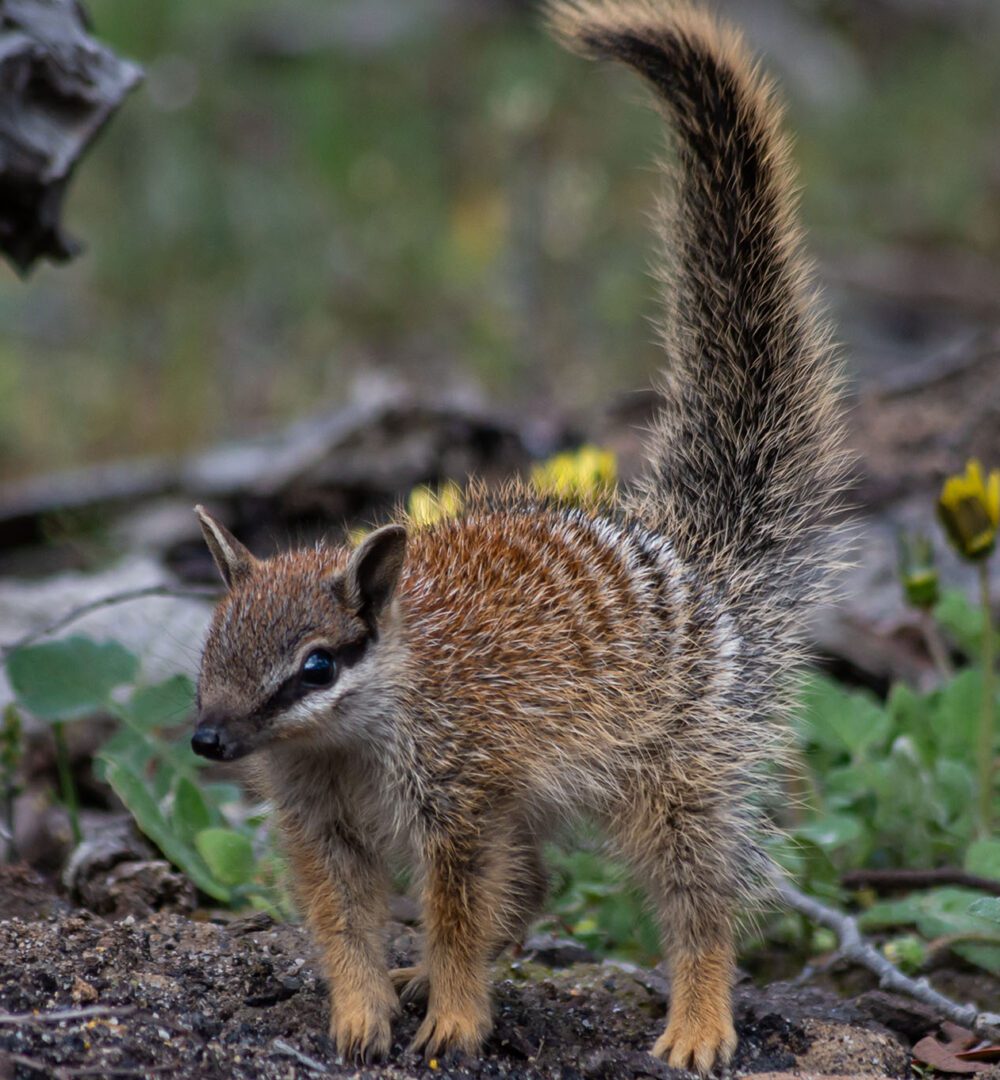 Thermal vision shows endangered numbats feel the heat of warming climate