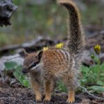Thermal vision shows endangered numbats feel the heat of warming climate