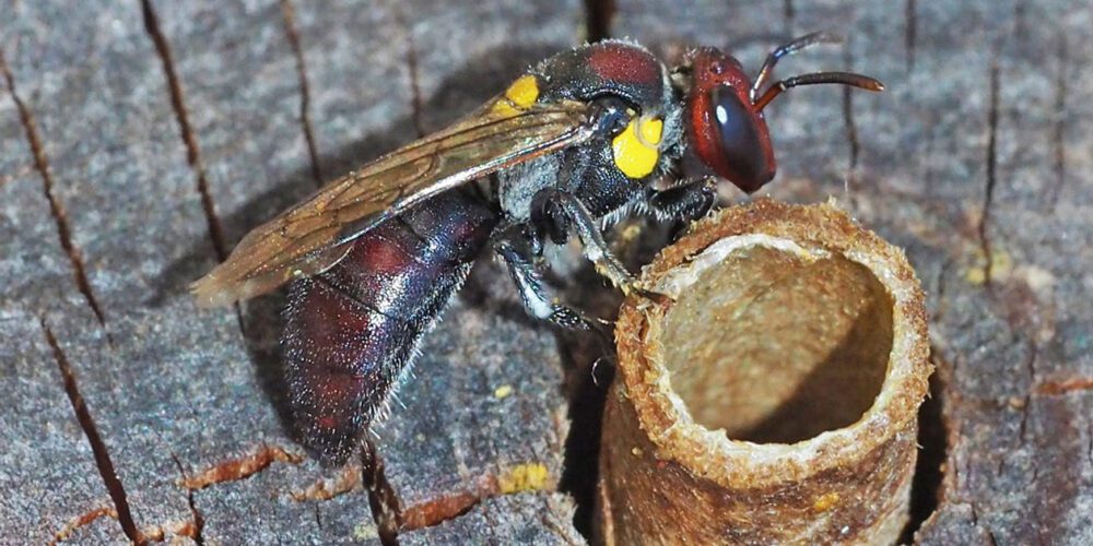 A native bee inspecting a bee hotel nesting hole in a bushland tree.