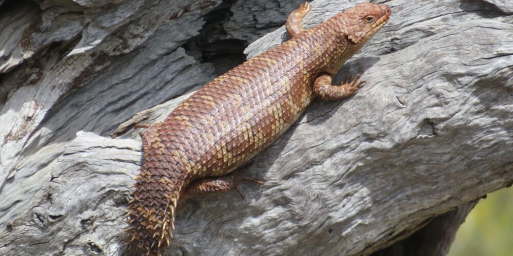 Reptile roadkill reveals new threat to endangered lizard species