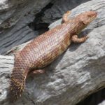 Reptile roadkill reveals new threat to endangered lizard species