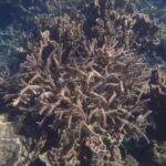 History repeats as Coral Bay faces mass loss of coral and fish life
