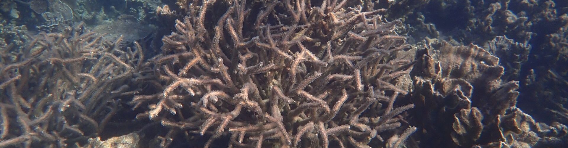 Image for History repeats as Coral Bay faces mass loss of coral and fish life