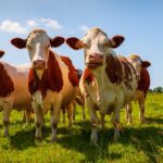 No bull: How creating less-gassy cows could help fight climate change